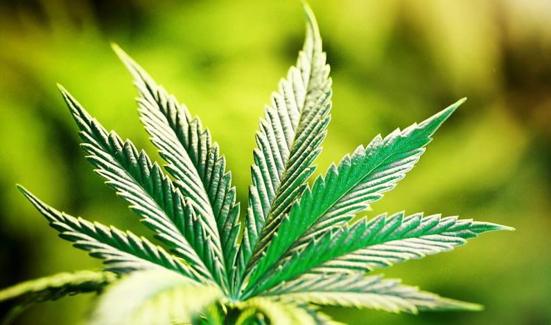 THC y CBDA en tratamientos naúseas y estimulacion apetito en pacientes con quimioterapia