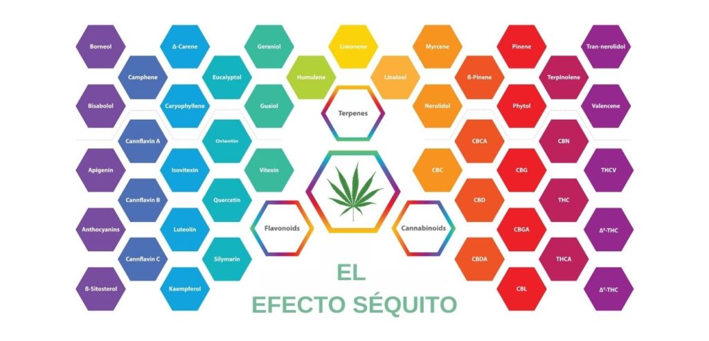 Efecto séquito