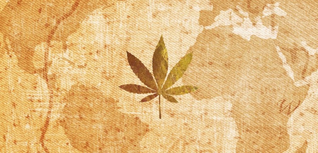 historia de la planta cannabis sativa l