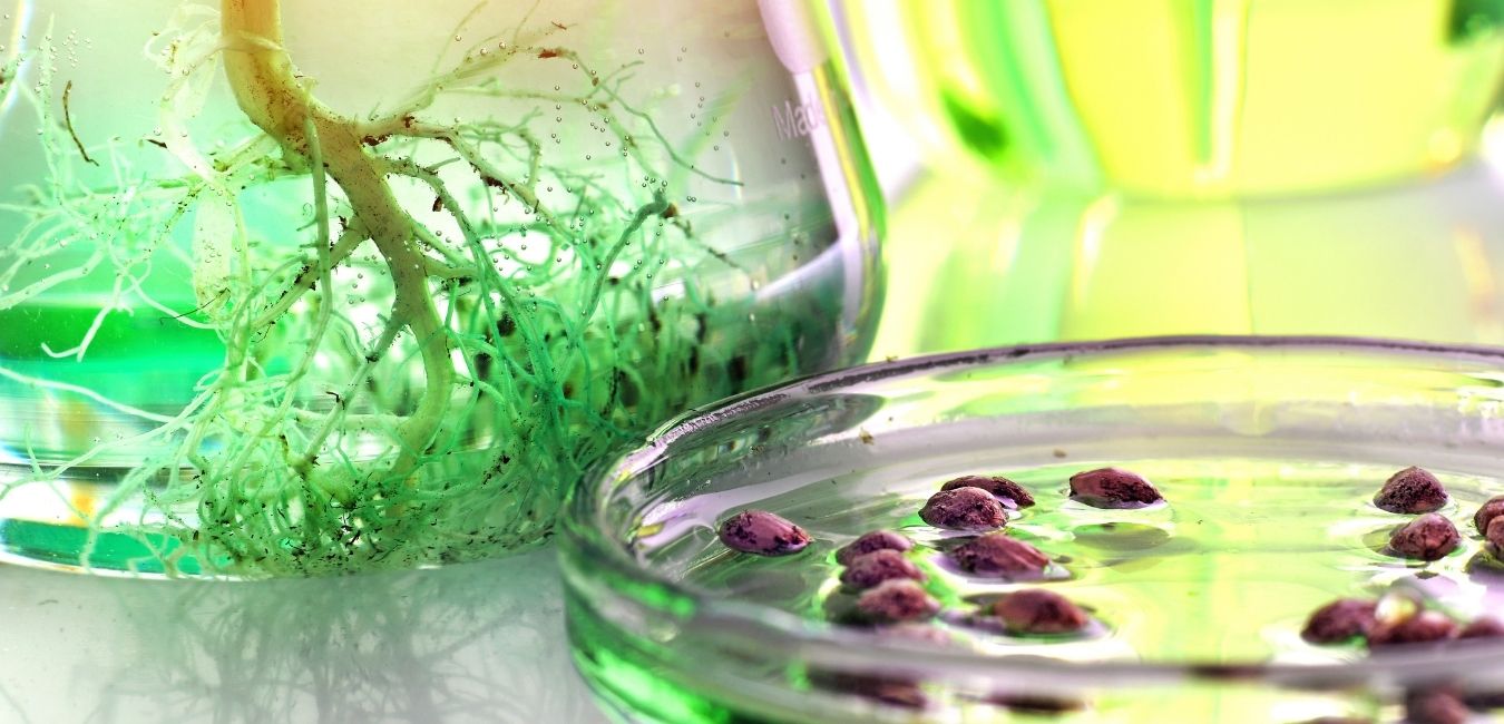 laboratorio cannabis (11)