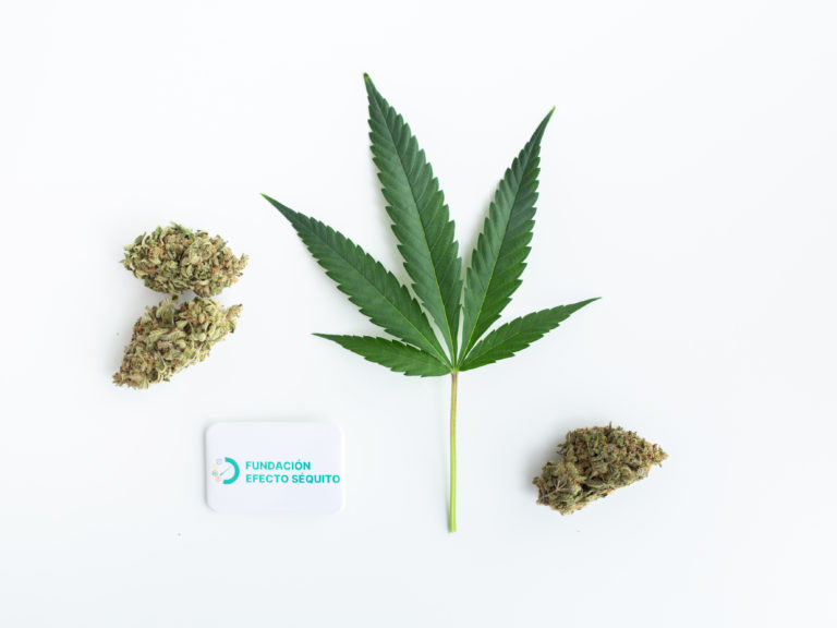 cursos de formacion cannabis medicinal