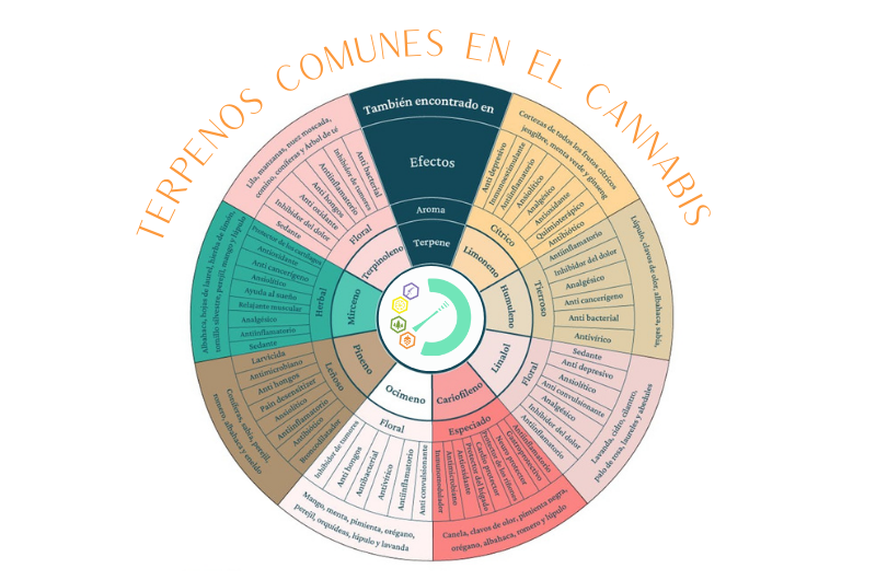 TERPENOS COMUNES EN EL CANNABIS